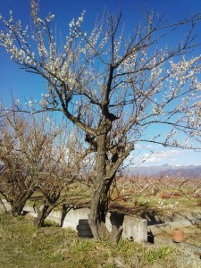 IMG_20150311_154127426