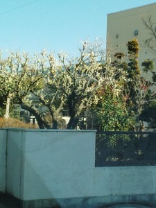 IMG_20150311_160143932