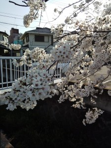 IMG_20150331_160050645