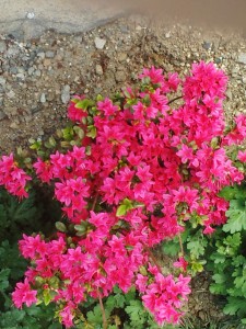 IMG_20150422_152051477