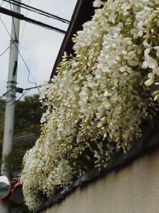 IMG_20150422_161156373