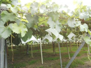 IMG_20150617_095509253