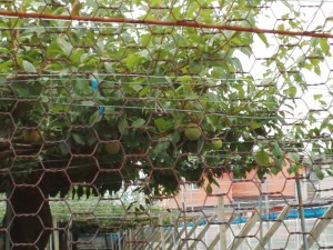 IMG_20150617_10154814