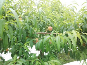 IMG_20150617_101635171