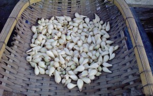 NEC_1656エシャレット（H270627収穫）