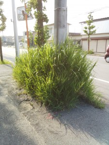 IMG_20150711_164110671