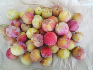 IMG_20150714_090325899