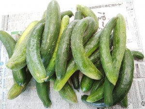 IMG_20150714_094234300