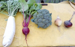 NEC_1656左から大限、ビーツ、ブロッコリー、タマネギ、ァーリーレッド（H270619）