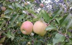 NEC_1657安曇野りんご（H270910）