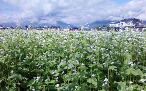 NEC_1651地元の安曇野市三郷明盛・秋そばの花（H270910）