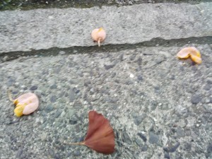 IMG_20151002_171024637