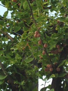 IMG_20151002_171039994