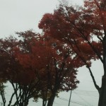 IMG_20151109_084738366