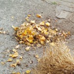 IMG_20151124_082301439