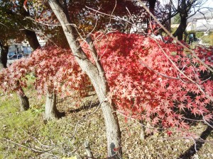 IMG_20151202_132445847