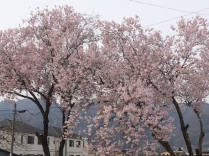 IMG_1471