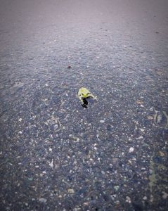 BestMe_20160629153612