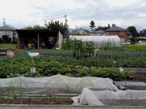 IMG_20160626_気まぐれ農園の朝2