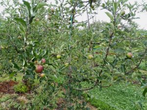 IMG_20160623_安曇野リンゴの成育状況